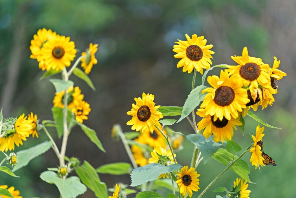 Bright blooms, fresh air, and a little garden beauty right outside your door.