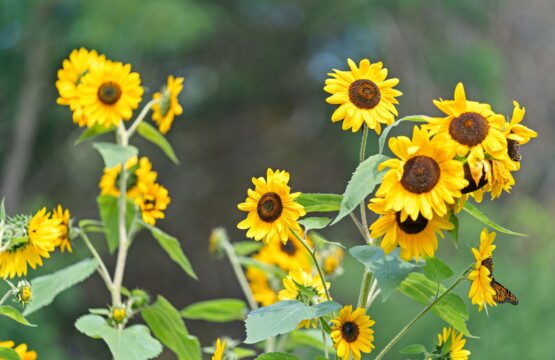 Bright blooms, fresh air, and a little garden beauty right outside your door.